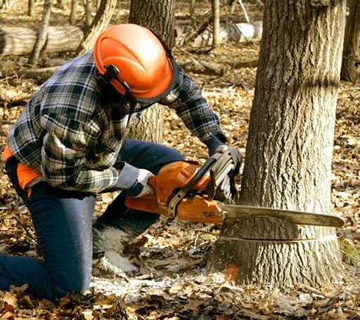 Tree Removal in Barboursville, VA